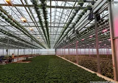 Naast hortensia teelt Van den Berg ook nog een assortiment hangplanten, welke men omwille van de efficiënte benutting van de ruimte aan het kasdek hangt.